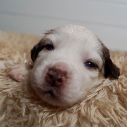 Boba - Red merle female Australian Shepherd puppy in Coatesville, Pennsylvania from Little Acre Aussies