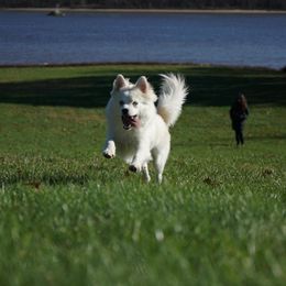 Pomeranian and Pomsky All Grown Up from Alpha Poms & Pomskies
