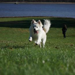 Pomeranian and Pomsky All Grown Up from Alpha Poms & Pomskies