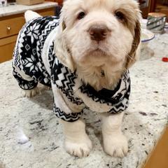 Clumber Spaniel Puppies from Rainsway Clumber Spaniels