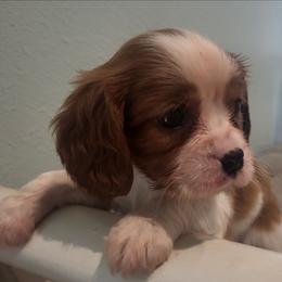 Hope - Blenheim female Cavalier King Charles Spaniel puppy in Stockdale, Texas from Great Oaks Farm Cavaliers