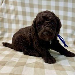 Fig - Chocolate male Labradoodle puppy in Candler, North Carolina from Maple Bakin’ Doodles