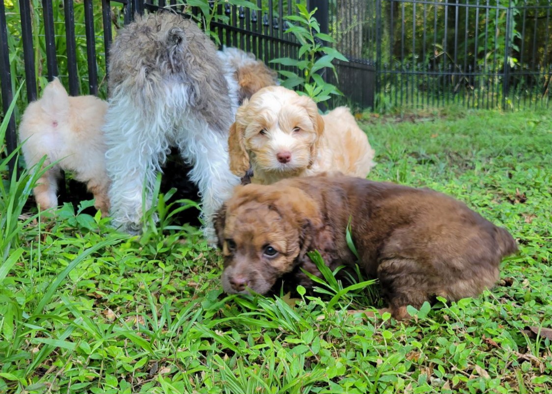 Cockapoo Puppies from Cano Cockapoos