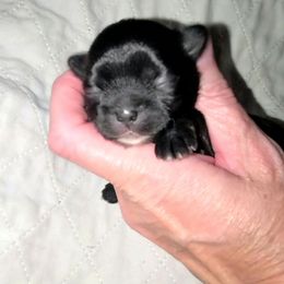 Boy 3 - Black male Shih Tzu puppy in Bishop, California from Shih Tzu G-ma