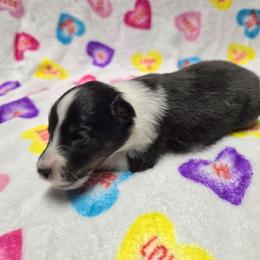 Sweetheart - Black white and tan female Shetland Sheepdog puppy in Wapello, Iowa from Willow Rayne shelties and more
