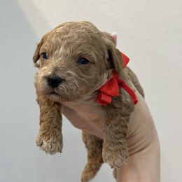 Red boy - Red male Cavapoo puppy in Waskom, Texas from Pearls & Curls doodles & poodles