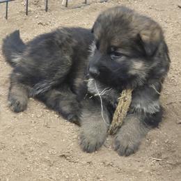 Boy 4 Gold - Sable male German Shepherd puppy in Lake George, Colorado from High Country German Shepherds