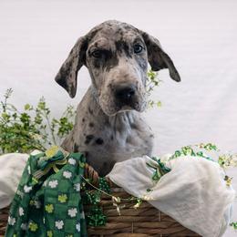 Kiki - Merle female Great Dane puppy in Brooksville, Florida from Follow My Lead Great Danes