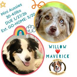 Miniature Australian Shepherd puppies from Bline’s Awesome Aussies & Doxies at the Bline Family Farm