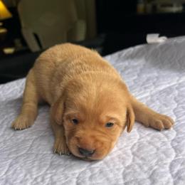 Dark blue - Yellow male Labrador Retriever puppy in Monticello, Georgia from Hollow Meadows Retrievers