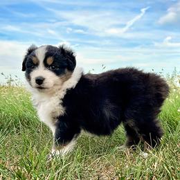 Mary - Black tri-color female Australian Shepherd puppy in Wauneta, Nebraska from 4H Aussies