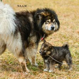 Alaskan Malamute Puppies from North Shore Alaskan Malamutes