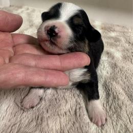 Spice - Black tri female Miniature American Shepherd puppy in Tonasket, Washington from V5 Aussies
