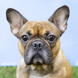 Frenchie - French Bulldog