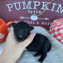 Mew - White and black female Bordoodle puppy in Canfield, Ohio from Poo's Doo's & Inu's