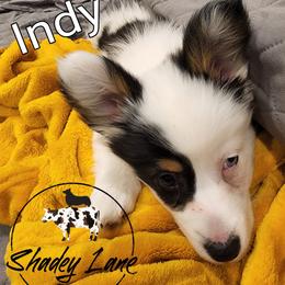 American Corgi All Grown Up from Shadey Lane Corgis