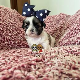 Vivian - Sable and white female Shih Tzu puppy in Walkertown, North Carolina from Lil’ Bit’s Shih Tzu