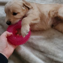 Golden Retriever Puppies from Emma's Golden Puppers