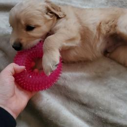 Golden Retriever Puppies from Emma's Golden Puppers
