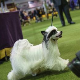 Ukko - Chinese Crested