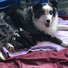 Miniature Australian Shepherd Puppies from Copper Line Aussies