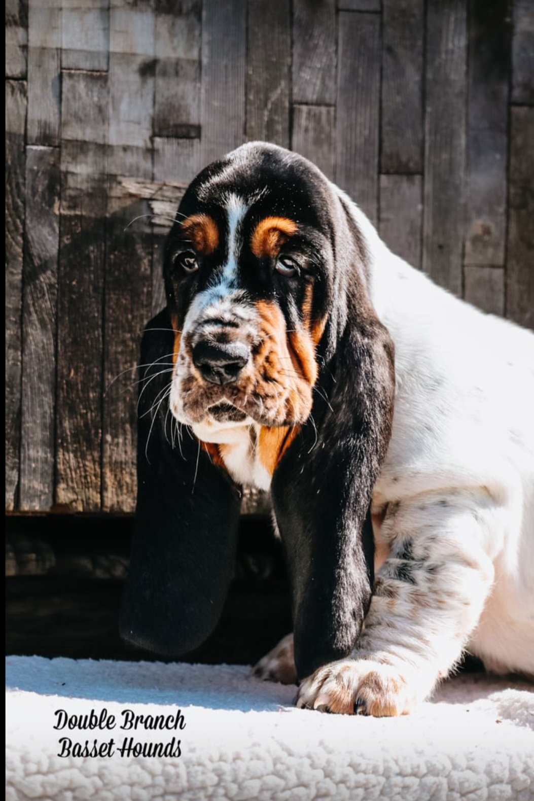 Basset Hound Puppies from Double Branch Basset Hounds