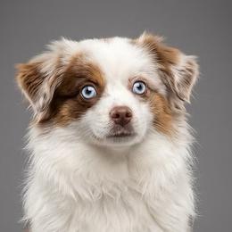 Patchy - Toy Australian Shepherd