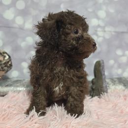 Sunny - Brown female Poodle puppy in Neosho, Missouri from Star Light Pups