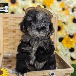 Goldendoodle and Shihpoo Puppies from Bellady's Shihpoos