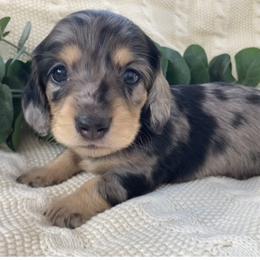 Dachshund Puppies from Long_and_Low_Dachshunds
