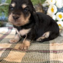 Laura - Black and cream female Dachshund puppy in Mountain Home, Arkansas from Furry Friends Kennel