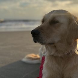 Golden Retrievers from Coyote Creek Farm and Kennel