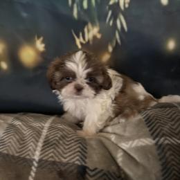 Shih Tzu Puppies from Shihtzu Happen