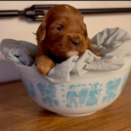 Sprout - Red male Cavapoo puppy in Knoxville, Tennessee from Dukes Forever Doodles