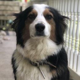 Aussiedoodles and Australian Shepherds from Creek Side Aussies & Doodles