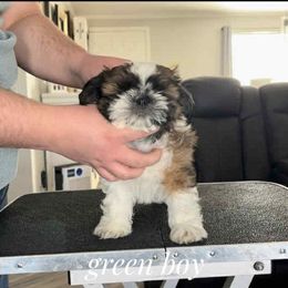 Spanky - Red and white male Shih Tzu puppy in Doña Ana County, New Mexico from White Sands Shih Tzu's