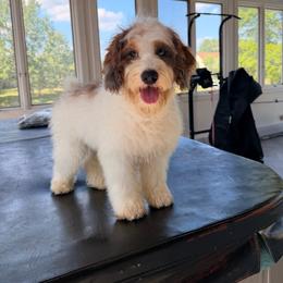 Spaghetti - Red merle male Aussiedoodle puppy in North Royalton, Ohio from Johnson's Doodles