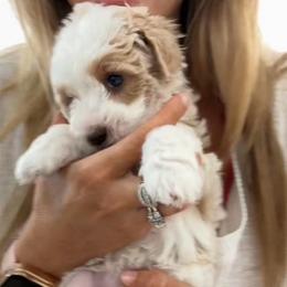 Parti Girl - Parti female Goldendoodle puppy in Clarksville, Tennessee from Tennessee Goldendoodles, since 2014
