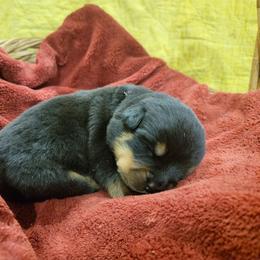 Rottweiler Puppies from Hauser's Kennel