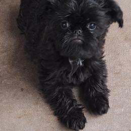 Brussels Griffon Puppies from Brussels and Broodle's and Shiffon's oh my