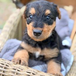 Archie aka Baby Boy Grey - Black and tan male Airedale Terrier puppy in Mooresville, North Carolina from Farm 55