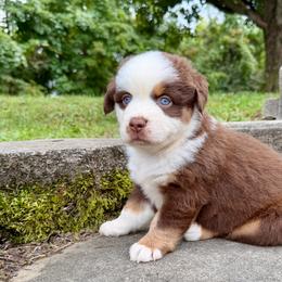 Athena - Red tri female Miniature Australian Shepherd puppy in Sandy Hook, Kentucky from RidgeTop Aussies