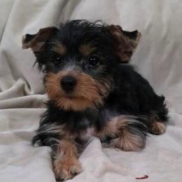 ZOOMIE - Black and tan male Yorkshire Terrier puppy in Los Angeles, California from WESTWAY Yorkies