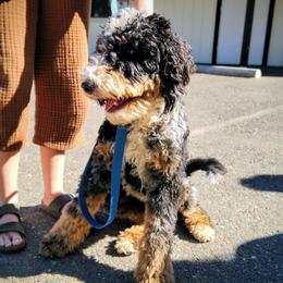 Shenanigans - Bernedoodle