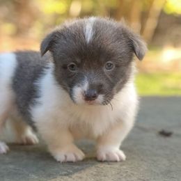 Atlas - Gray and white male American Corgi puppy in Plains, Montana from Diamond Corgis