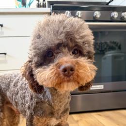 Blitz - Phantom male Poodle puppy in Beresford, South Dakota from DAKOTA DOOD RANCH