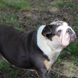 Bulldog puppies from JP Ranch Bulldogs