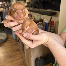 Chocolate based red - Red male Dachshund puppy in Lubbock, Texas from It’s a Hot Mess
