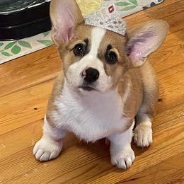Peaches - Red female Pembroke Welsh Corgi puppy in Berkeley Springs, West Virginia from Hummingbird Farm