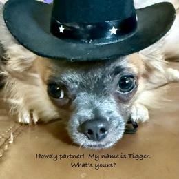 Tigger - Merle male Chihuahua puppy in Choctaw, Oklahoma from Savvy Chihuahuas of Oklahoma